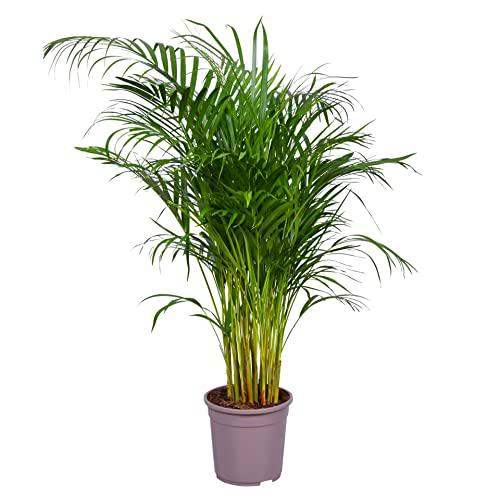 DECOALIVE Dypsis Lutescens Palmera de Interior Natural Tamaño Grande 100cm de Altura