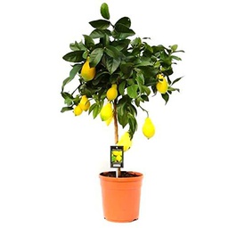 DECOALIVE Árbol Limonero Planta Natural para el Hogar