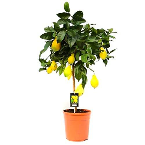 DECOALIVE Árbol Limonero Planta Natural para el Hogar