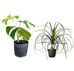 Monstera Deliciosa &amp; Beaucarnea Recurvata | Pack 2 Plantas | DECOALIVE | Plantas de Interior | Pata de Elefante y Costilla de Adán