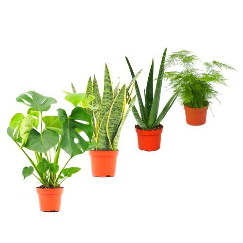 DECOALIVE Set Plantas Interior Naturales: Costilla de Adán (Monstera Deliciosa) Planta Serpiente (Sansevieria) Aloe Vera (Aloe Barbadensis) Esparraguera (Asparagus Plumosus)