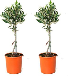 Árbol de Olivo - Pack 2 Unidades - Olivos Naturales para Decorar Casa y Oficina