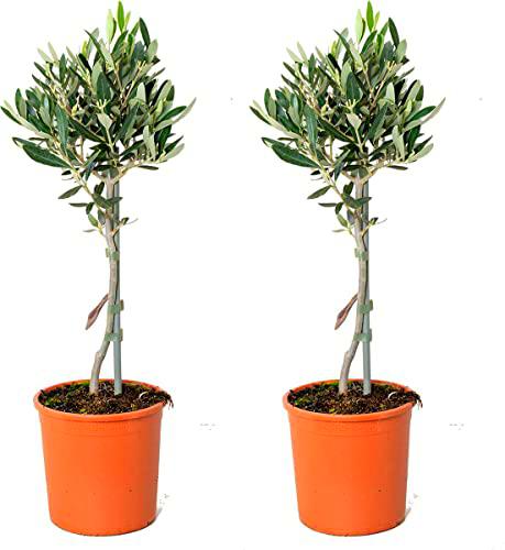 Árbol de Olivo - Pack 2 Unidades - Olivos Naturales para Decorar Casa y Oficina