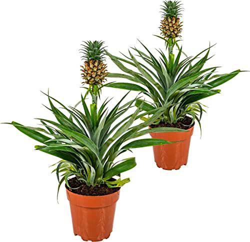 Duo de Plantas de Piña Naturales DECOALIVE Incluye Dos Plantas con Una Piña en Crecimiento