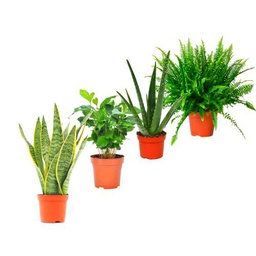 Set Plantas Interior Naturales: Planta Serpiente (Sansevieria) + Planta del Café (Coffea Arabica) Aloe Vera (Aloe Barbadensis) + Helecho (Nephrolepis Exaltata)