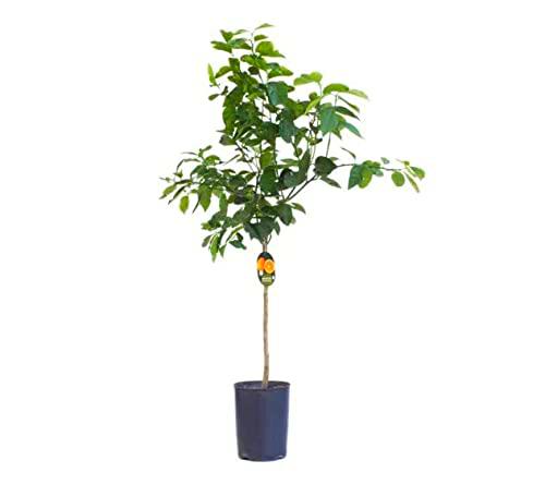 Árbol Naranjero Grande Planta Natural Que Genera Naranjas Naranjo Fruta Dulce