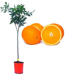 Naranjo PREMIUM Árbol Frutal Naranjas para Zumo