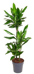 Dracaena Fragrans +110cm Altura Planta Natural Palo del Brasil