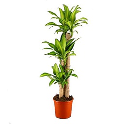 Tronco Brasil Grande Árbol de Interior + 115cm de Altura Planta Natural