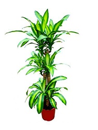 Planta XL Natural de Interior Tronco Brasil Dracaena Fragrans 120cm de Altura