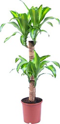 Dracaena Fragrans Tronco Brasil 115cm Árbol de Interior Natural