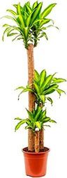 Árbol Grande Interior Dracaena Massangeana Tronco Brasil XL