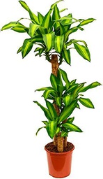 Dracaena Fragrans Massangeana PREMIUM 3 Troncos 90-60-30cm de Altura