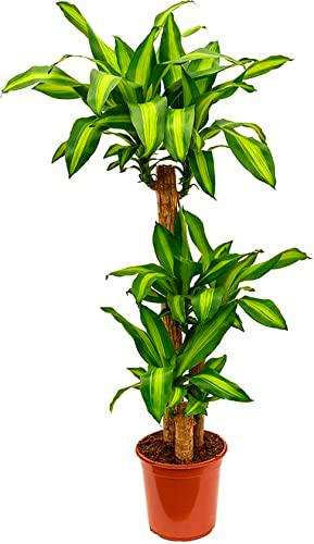 Dracaena Fragrans Massangeana PREMIUM 3 Troncos 90-60-30cm de Altura