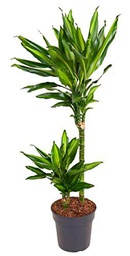 Planta de Interior Tronco Brasil +100cm de Altura Dracaena Fragrans