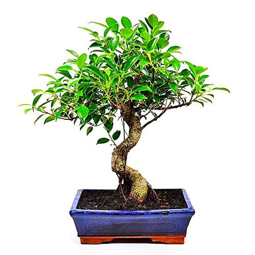 Ficus Retusa Natural Bonsái de Ginseng Árbol de Fácil Cuidado