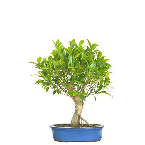 Bonsái Natural de Ficus Retusa Árbol de Ginseng Fácil de Mantener