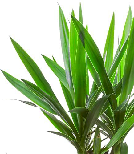 Palmera Natural Yucca Elegans Planta para Exterior + 90cm Altura