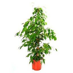 Planta Natural para Decorar Casa Ficus Benjamina Hojas Verdes