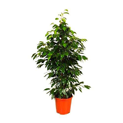 Ficus Benjamina Danielle Altura Aproximada ± 110cm Árbol Natural