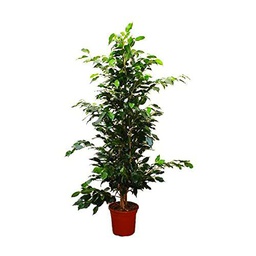 Ficus Benjamina Verde Altura Aproximada ± 110cm Árbol Natural