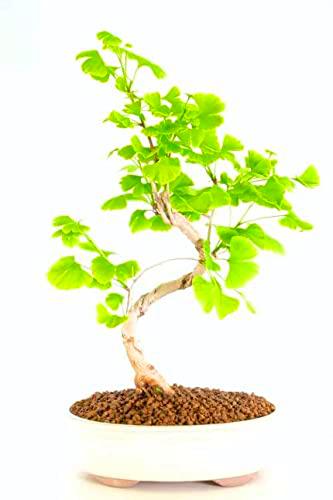 Bonsái Ginkgo Biloba Árbol Natural Fácil de Cuidar para Principiantes