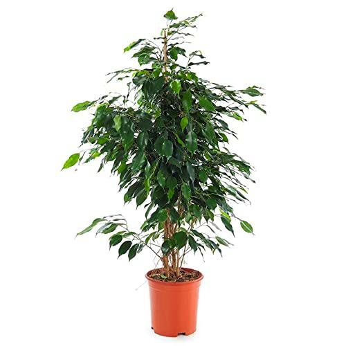 Ficus Danielle - Altura de 95-100cm - Planta de Interior