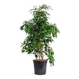 Árbol Natural Vivo Ficus Danielle de unos 100cm de Altura Aproximadamente