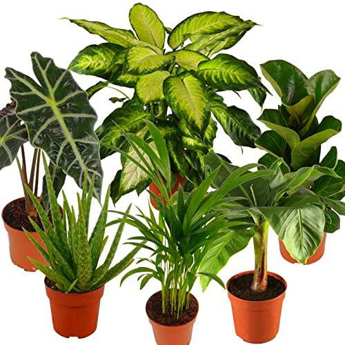 Homy Jungle Pack DECOALIVE Set de 6 Plantas de Interior Naturales