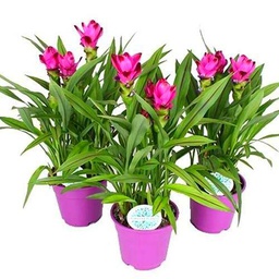 Trio de Tulipán de Siam PREMIUM Plantas de Cúrcuma Naturales para el Hogar Tulipán Siamés