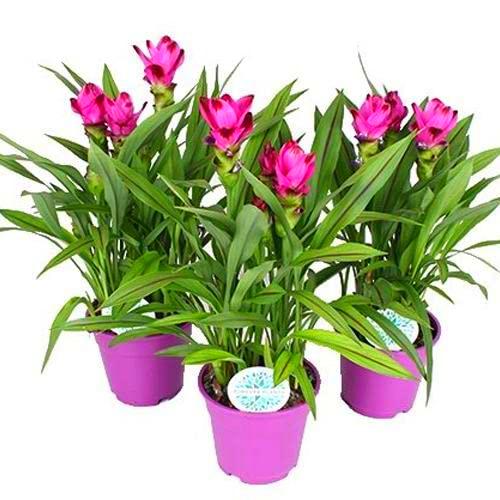 Trio de Tulipán de Siam PREMIUM Plantas de Cúrcuma Naturales para el Hogar Tulipán Siamés