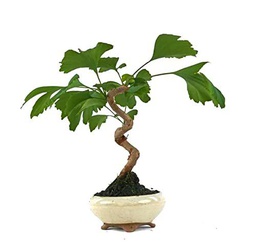 Árbol Ginkgo Biloba en Bonsái Natural