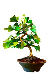 Bonsái de Ginkgo Biloba Árbol para principiantes