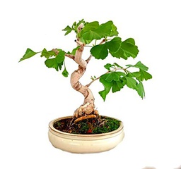 Bonsái de Ginkgo Biloba Árbol Perfecto para Decorar el Hogar