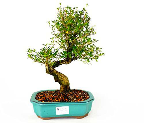 Bonsái Serissa Phoetida Natural Árbol Perfecto para Decorar el Hogar