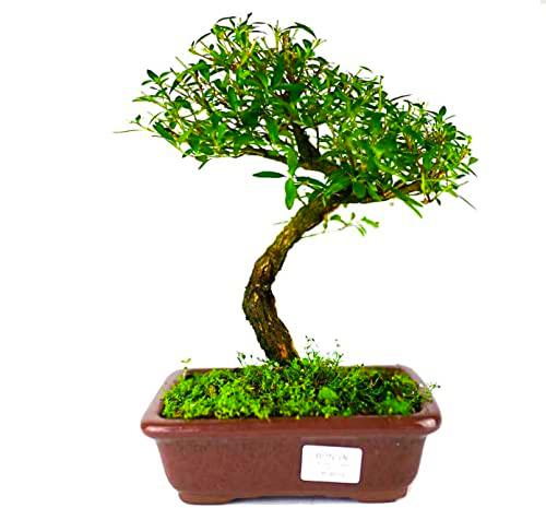 Bonsai de Serissa Phoetida Natural Árbol Originario del Sudeste de Asia