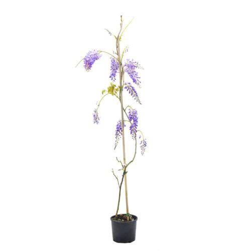 Wisteria Sinensis Natural Planta Ornamental de Exterior