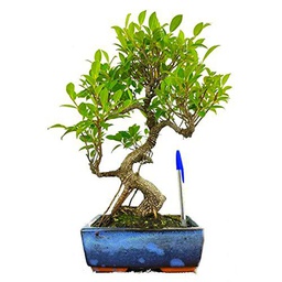 Bonsái de Ficus Retusa o Ginseng Árbol para principiantes