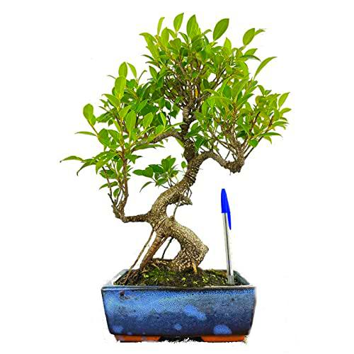 Bonsái de Ficus Retusa o Ginseng Árbol para principiantes