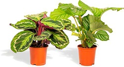 Duo de Calatheas |Calathea Orbifolia &amp; Calathea Medallion | Planta de Interior |Plantas Natrurales