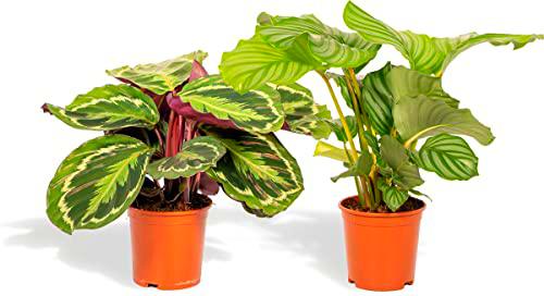 Duo de Calatheas |Calathea Orbifolia &amp; Calathea Medallion | Planta de Interior |Plantas Natrurales