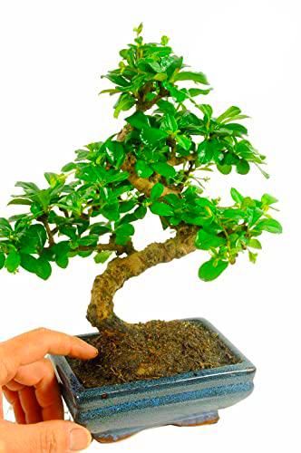 Bonsái Carmona Microphylla Árbol Natural para Principiantes