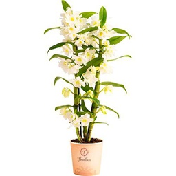 Orquídea Natural Planta de Interior Dendrobium Nobile Blanco