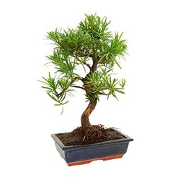 Bonsái Podocarpus Natural Árbol de Interior o Exterior