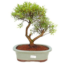 Bonsái de Syzigium Buxifolium Árbol Perfecto para Decorar el Hogar o la Oficina