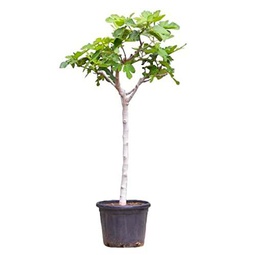 Higuera Natural Planta de Exterior Ficus Carica