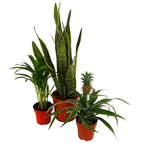 Set 3 Plantas Exóticas: Palmera de Interior, Sansevieria o Planta Serpiente y Planta de la Piña Tropical