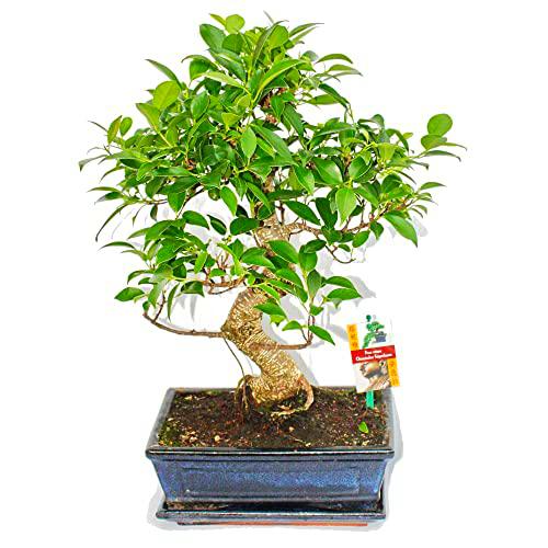 Bonsái de Ginseng Natural Ficus Retusa Árbol Perfecto para Decorar el Hogar