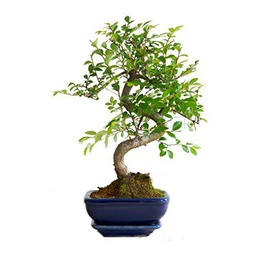 Bonsái de Olmo Chino Natural Zelkova Parvifolia Árbol Perfecto para Decorar el Hogar