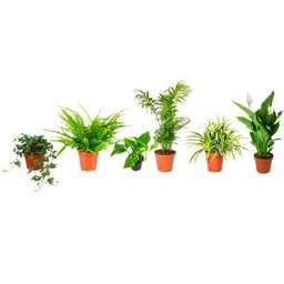 Set 6 Plantas Interior Poca Luz DECOALIVE: Hiedra, Helecho